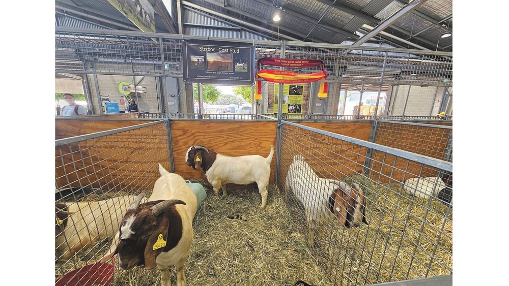 Cohuna Stud Makes Mark in Sydney post image