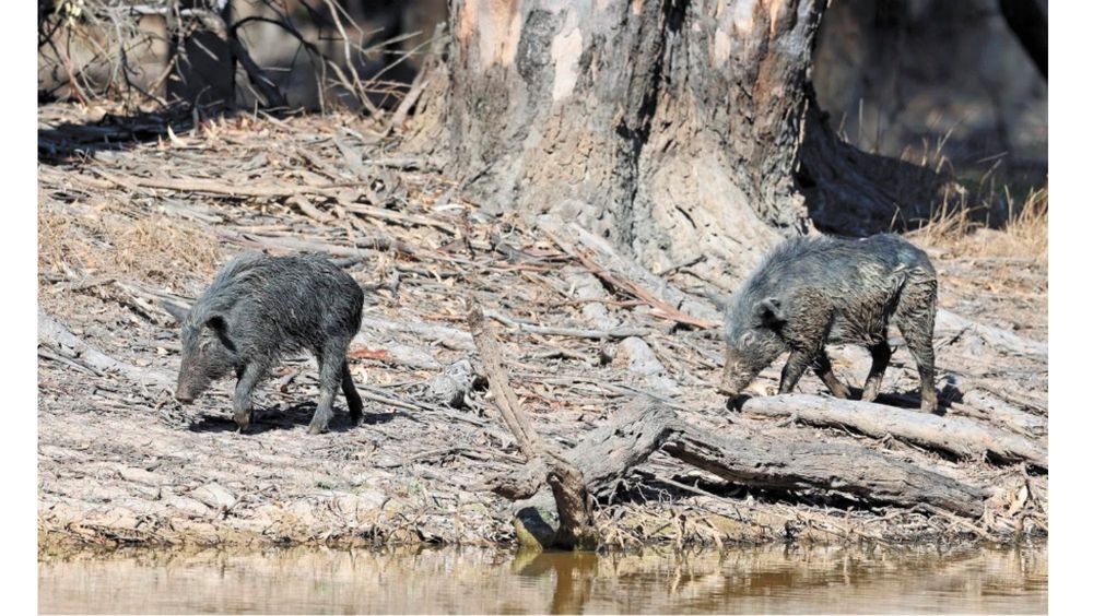 Feral Pig and Deer in North Central CMA sights post image