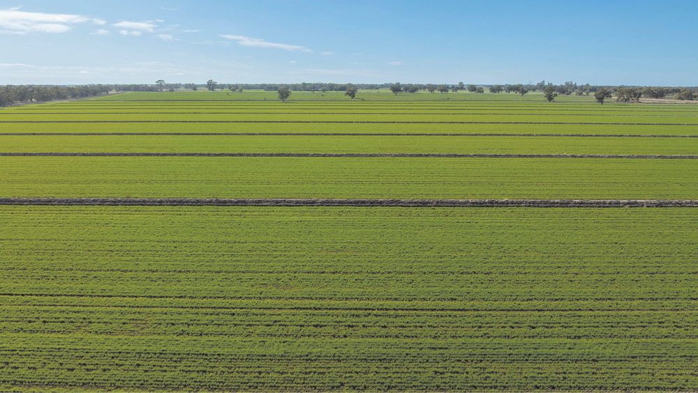 Yarranvale Aggregation’s 5,574 ha Riverina Farm Hits Market post image
