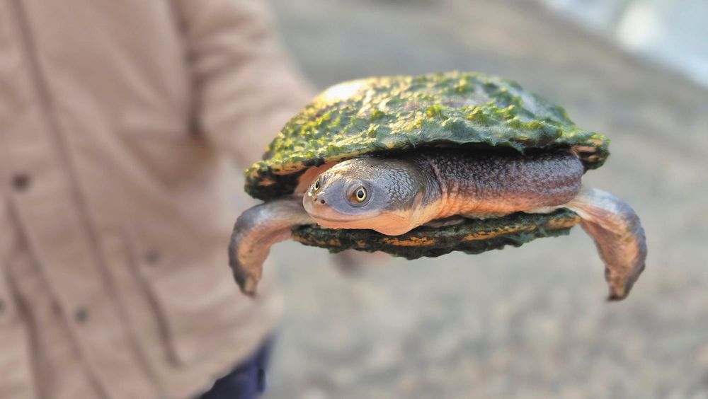 Collaborative project relocates native fish post image