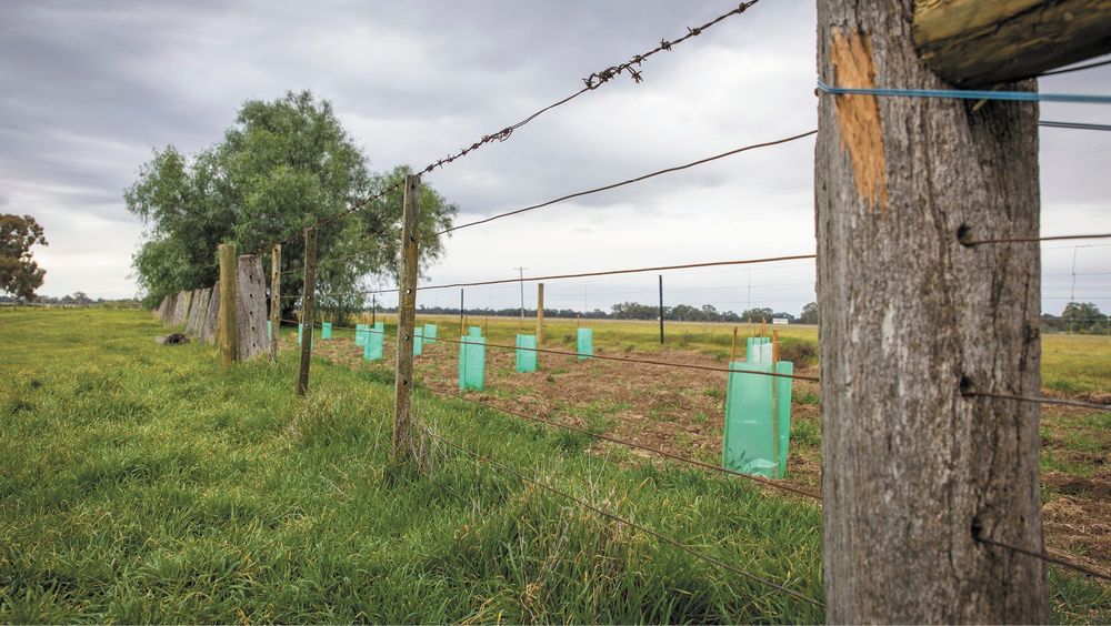 Rural Tree Scheme Open For Applications post image