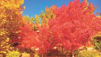 Autumn Delights! post image