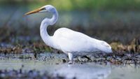 Proactive flow to help protect our waterbirds post image