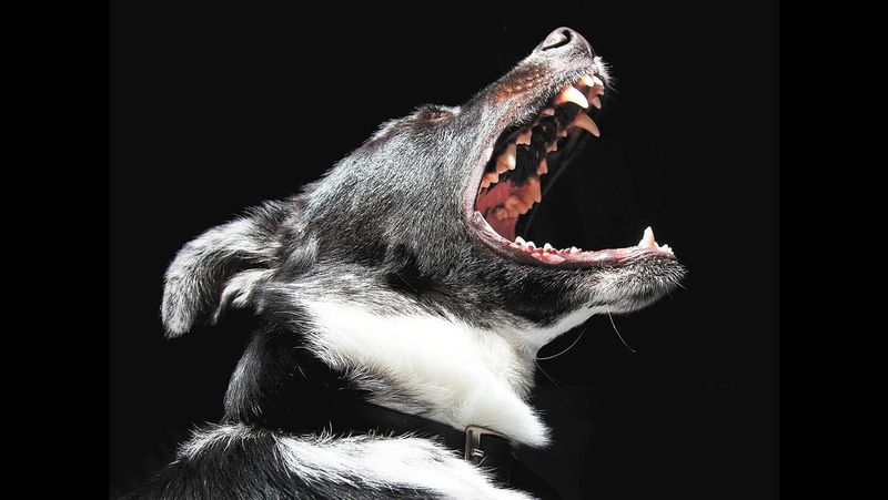 Council concerned by increase in dog attacks post image