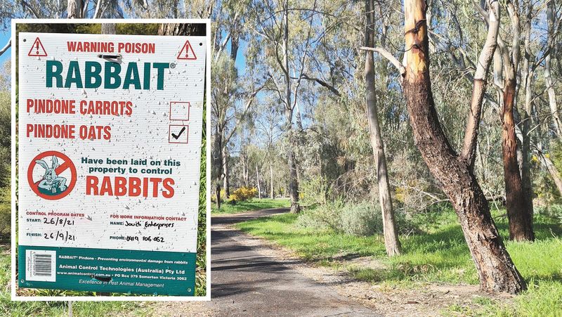 Rabbit Baiting Gilrule Park post image