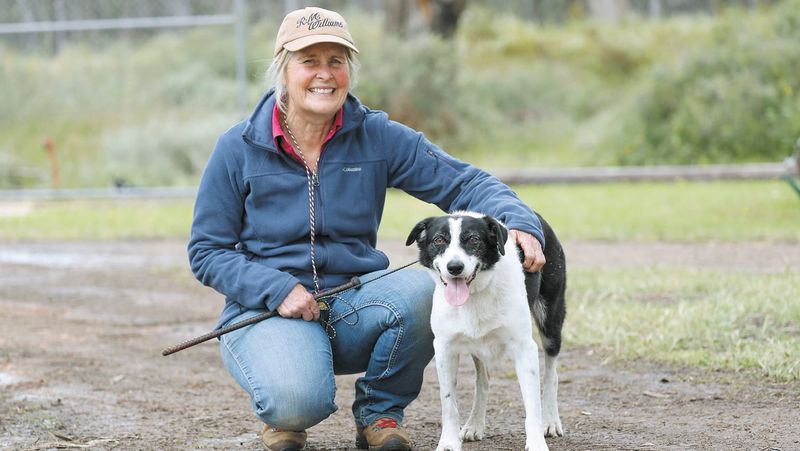Sheep dogs on trial post image
