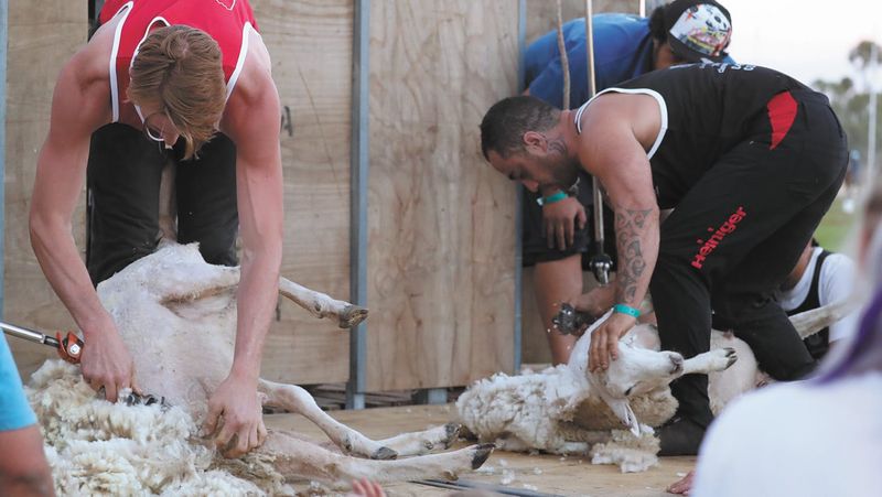 Wakool Show - Not Sheepish! post image