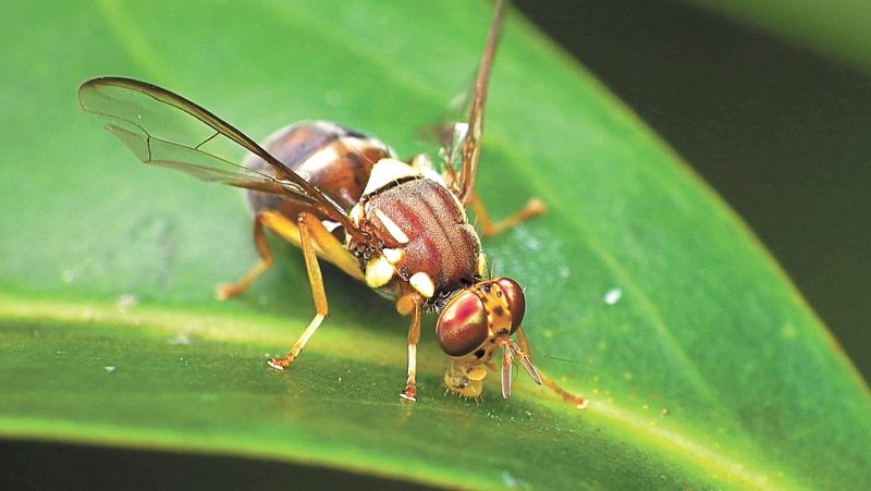 Keep unwanted BBQ pests away this summer post image