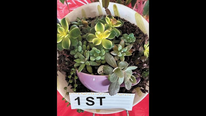 Garden Society - July 18, 2024 post image