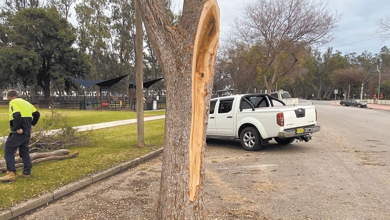 Truckin' Tree post image
