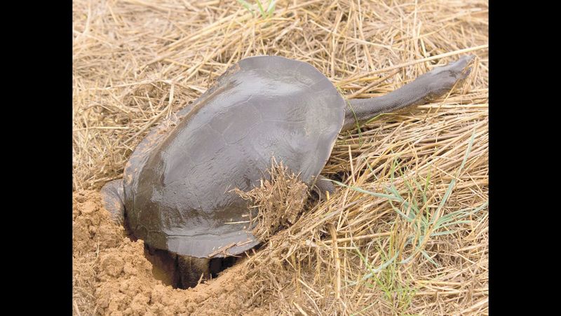 Floating islands to provide sanctuary for turtles post image