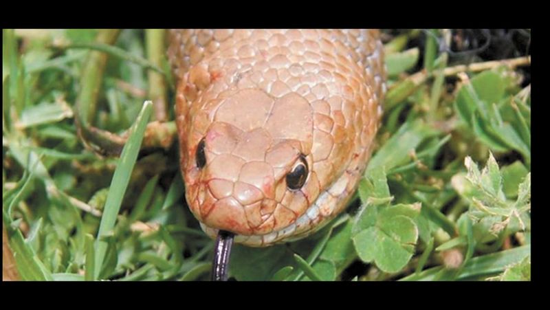 Snakes Alive! post image