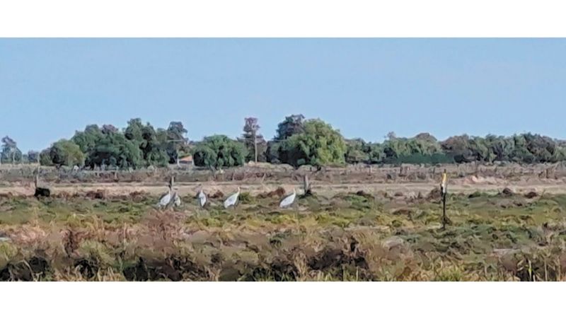 Irrigated Farms, the Missing Environmental and Fodder Link post image