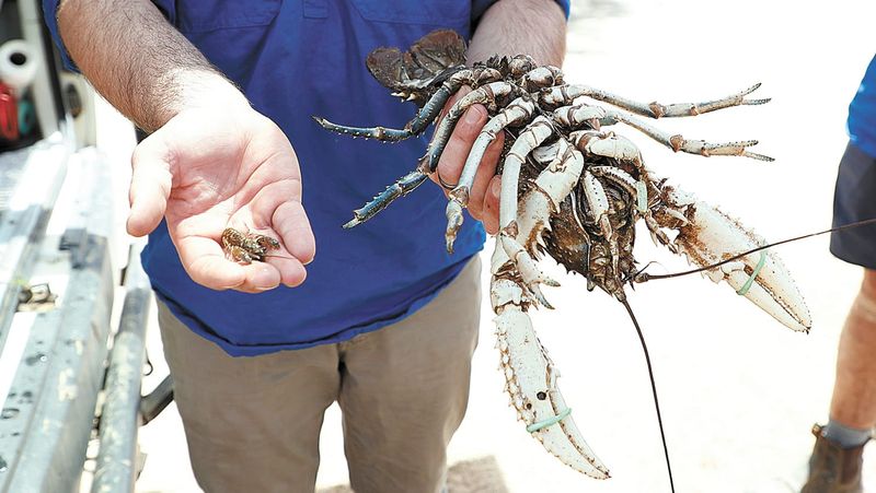 Cray Release Scheduled post image