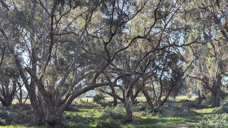 Barham Landcare AGM post image