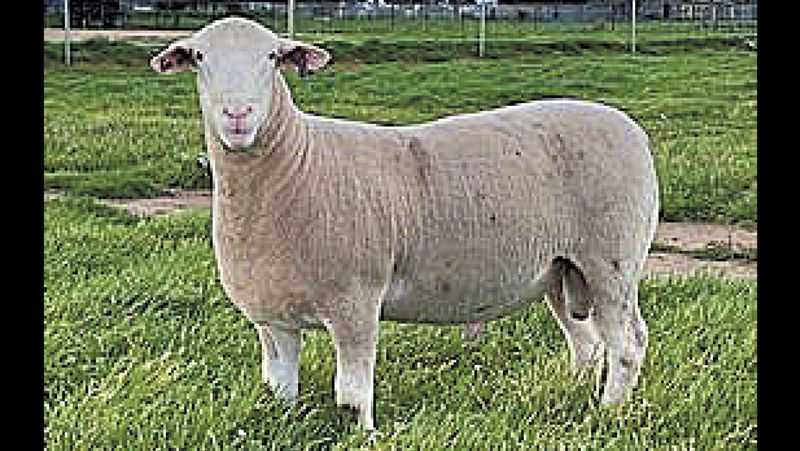 Sheep and Wool Show A “No–Go” post image