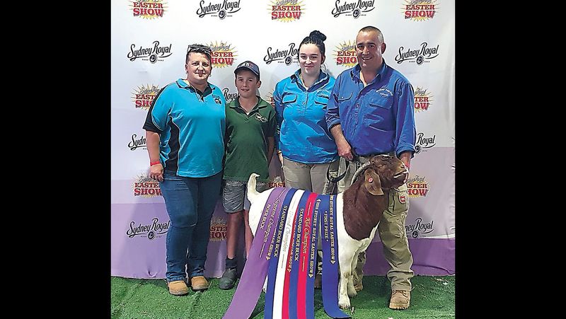 Sydney Show Goats post image