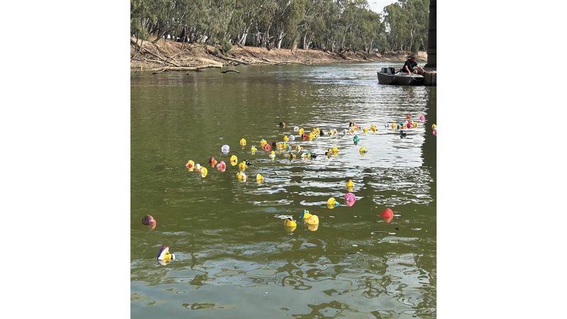 Ducks Race on the Murray post image