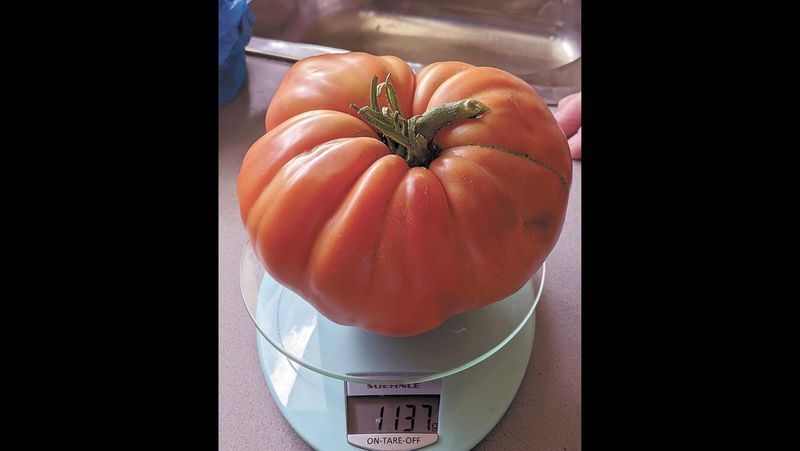 Green Thumb Picks the big one! post image