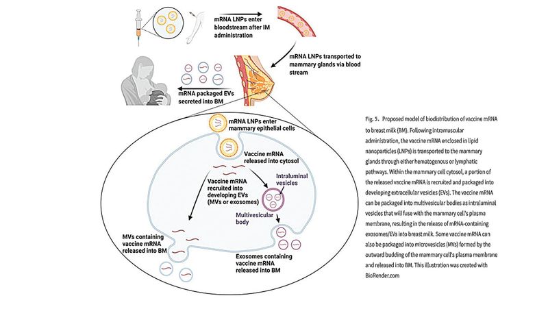 Whitewash for Albanese COVID-19 Inquiry post image