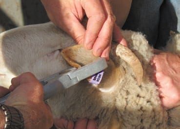 Management workshops for livestock producers post image