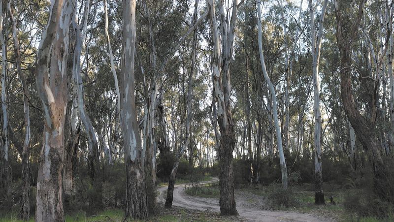 Tania Maxwell Votes to Support Timber Industry post image