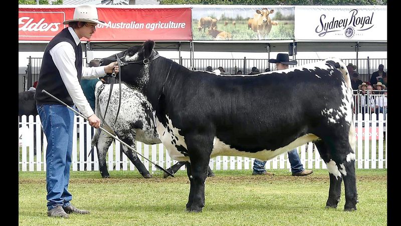 Black Diamonds Shine at Sydney post image