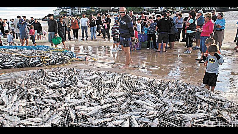 A Humungous Catch of Fish post image
