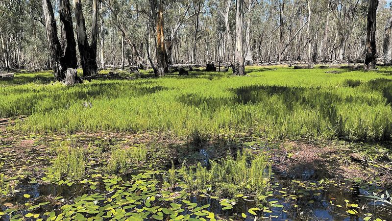 Hipwell Rd regulator to open to begin main floodplain flow post image