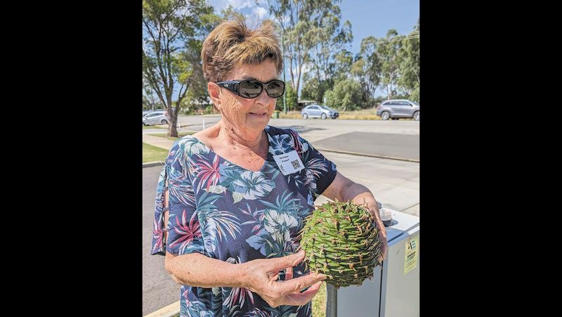 “Guard your nut: Bunya gunna get ya.” post image