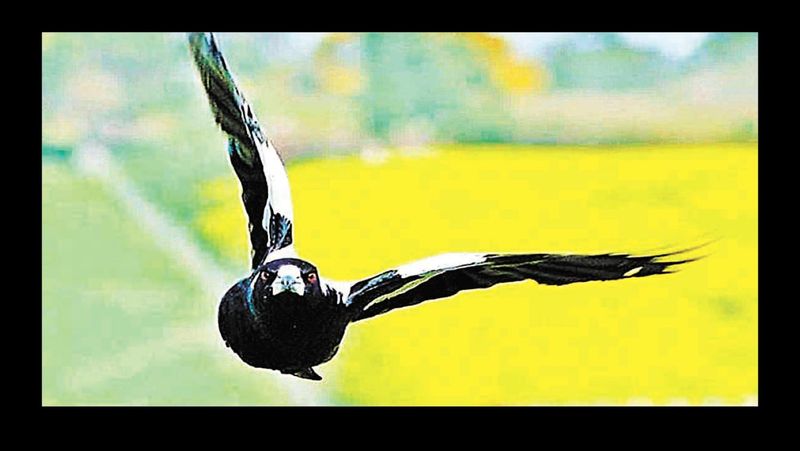 ‘Tis the Season for Swooping Magpies! post image