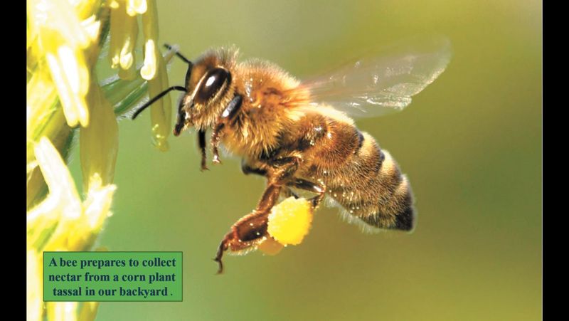 Busy as a Bee post image