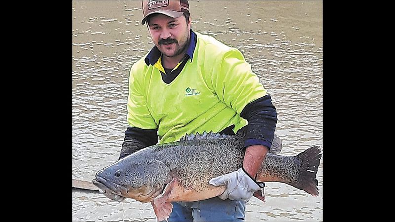 Local fish restoration operation nets rare find post image