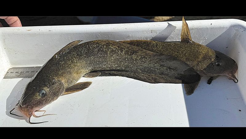 Barham Lakes Regen Underway post image