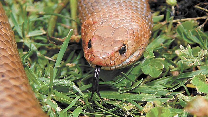 Speaking With a 'Forked Tongue' post image