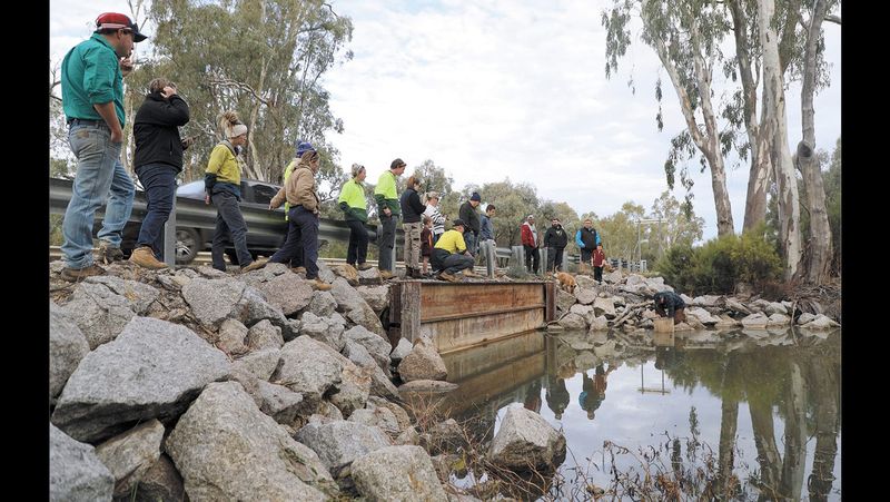 Eel Tailed Catfish for Eagle Creek post image