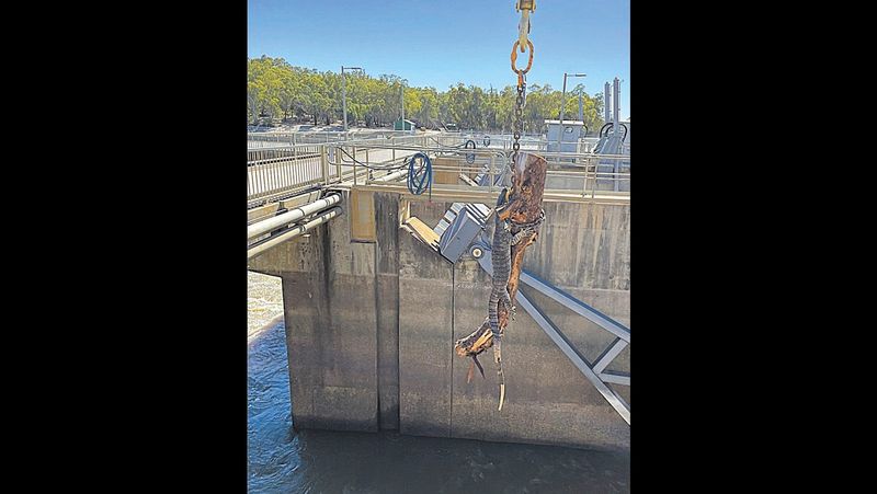 Grateful Goanna post image