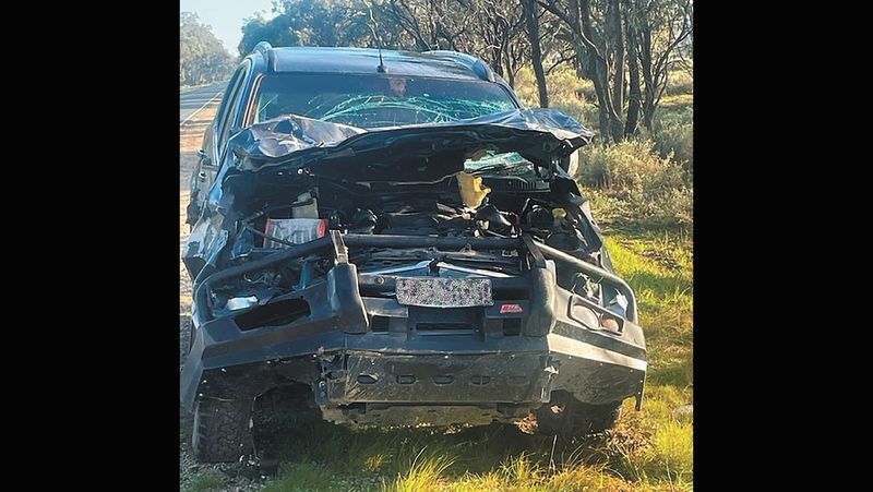 Cow Vs Car post image