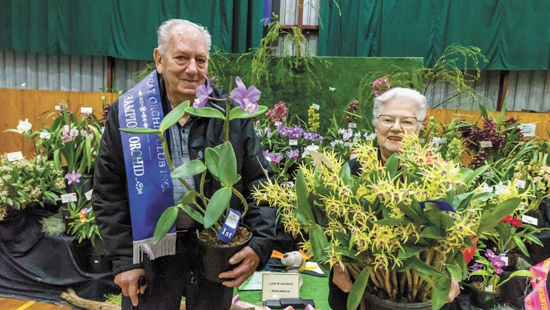 Kerang Orchid Show Blooms post image