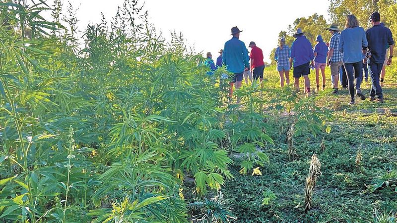 Hemp Insights Field Day 2 post image