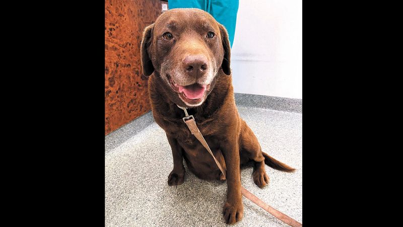 Puddin’ his blood to good use post image