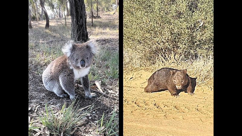 Rare native animal sightings post image