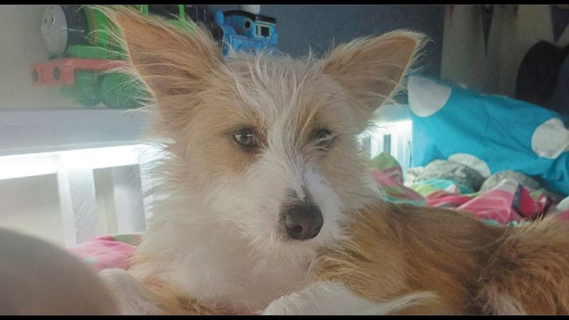 Pet Prevents Tragedy in Local House Fire post image