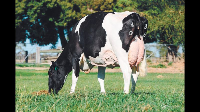 Cow of the Year Accolade For Jessica post image