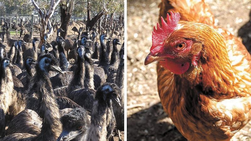 Be Aware Of Bird 'Flu post image