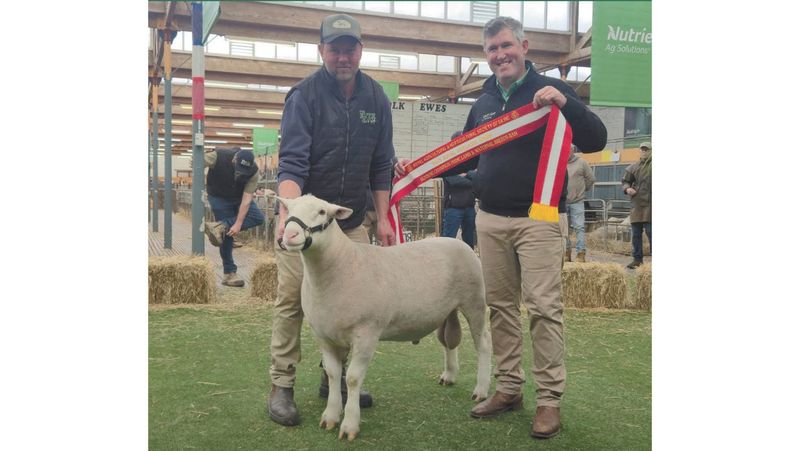 Treweek Triumphs Claiming Supreme All-Breed Ram post image
