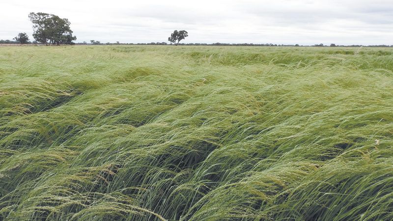 Teff Success at Wakool post image
