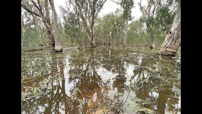 Natural Floods to Mirror Benefits post image
