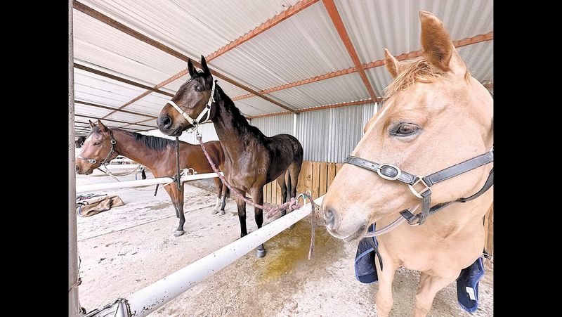 New horses flock to Kerang post image