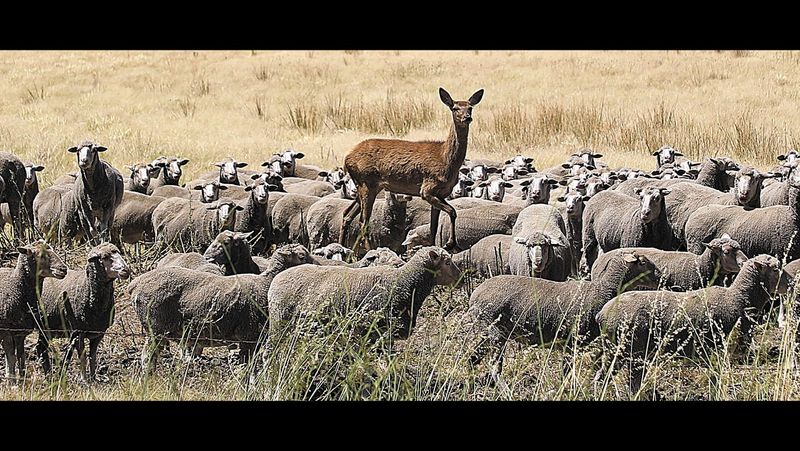 Umm, has this one lost its way from the pack? post image